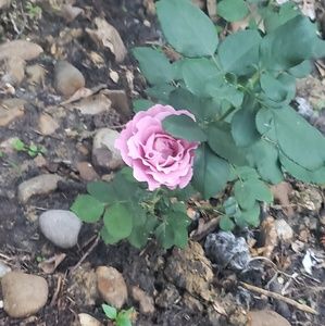 Meet your Posher, Dawn